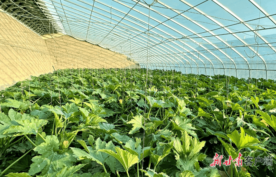 种植致富好项目(种植致富20个好项目)