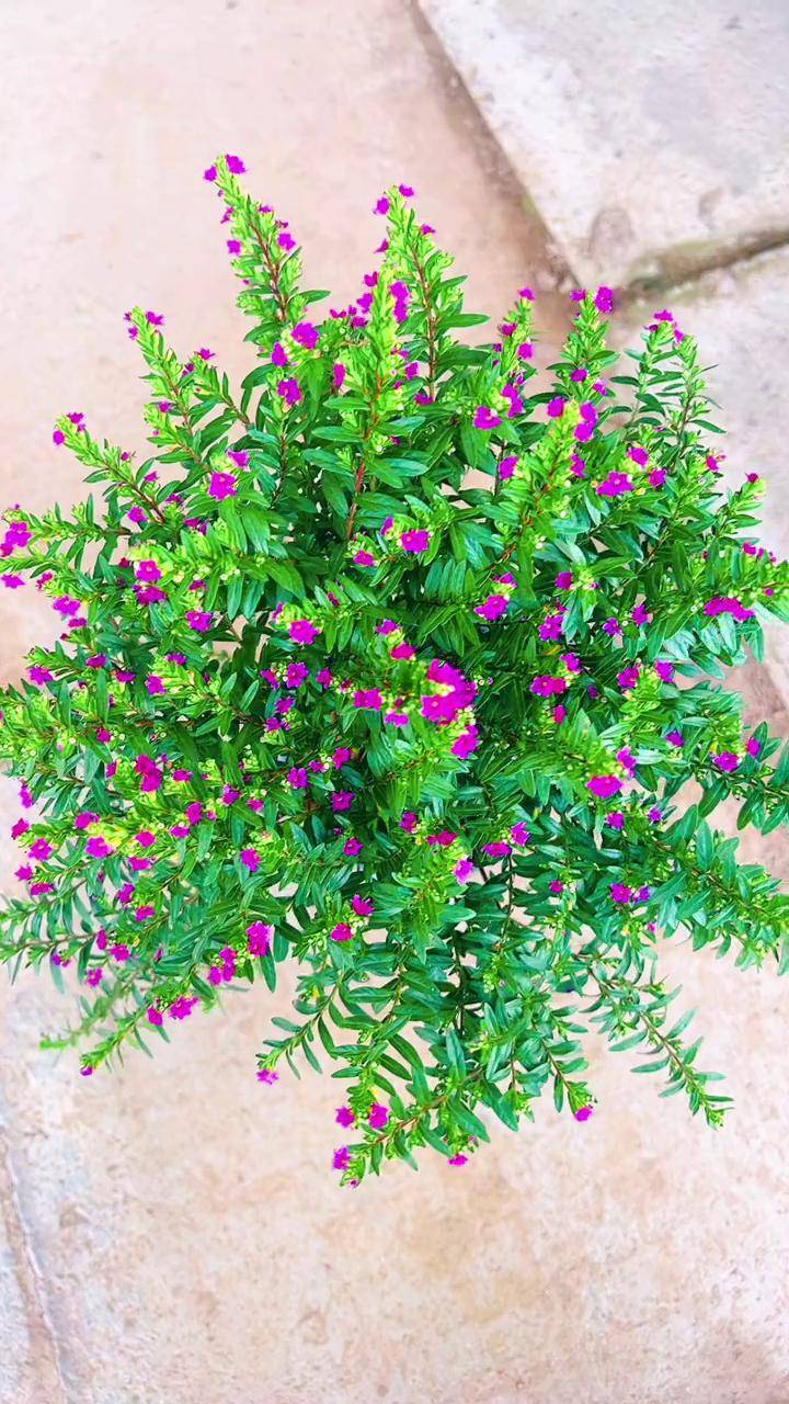 满天星盆栽花卉绿植 爱生活爱养花