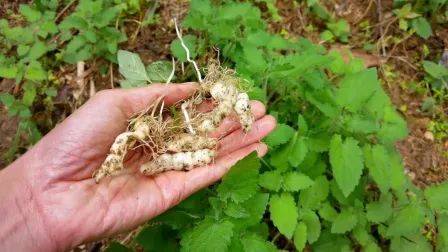 秋季润肺,冬季养肾,富养全家,精选西藏高山白虫草,当季新货,天然野生