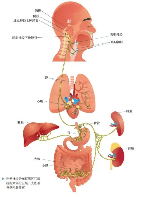 腹部脏器的体表投影图片