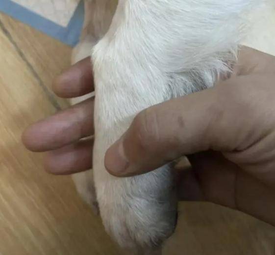 广东宠物狗中毒事件死亡数字还在增加 已超40只宠物狗死亡-是宠网