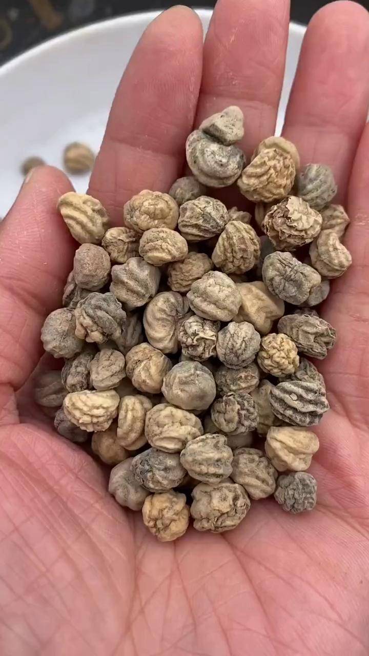 旱荷花开始种植啦 美美的旱金莲 三农 花草种子 春已至花已开愿山河无