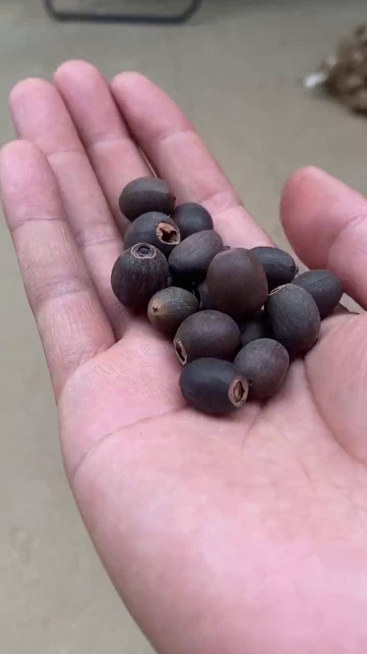 荷花种子 出淤泥而不染