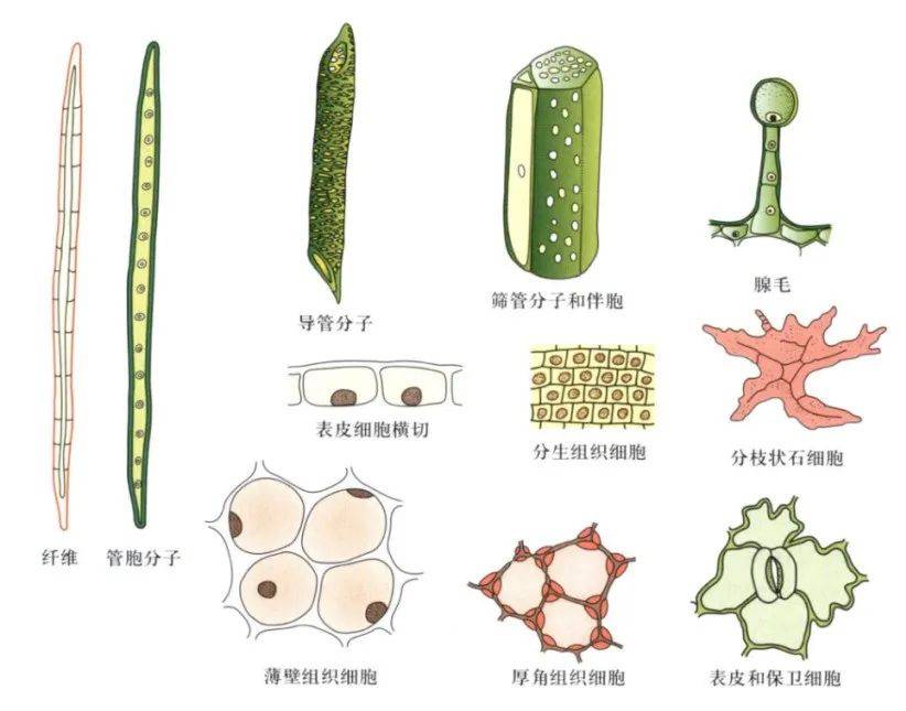 肿瘤患者腹腔穿刺见大量植物细胞,怎么回事?