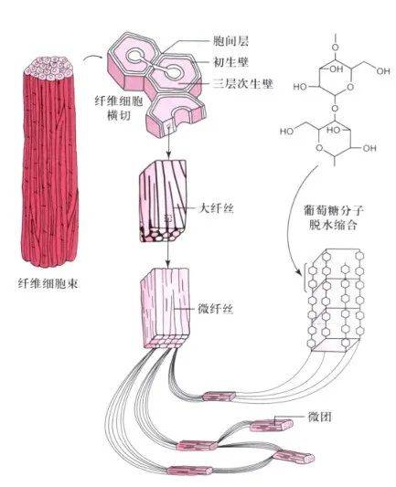 纹孔导管手绘图图片