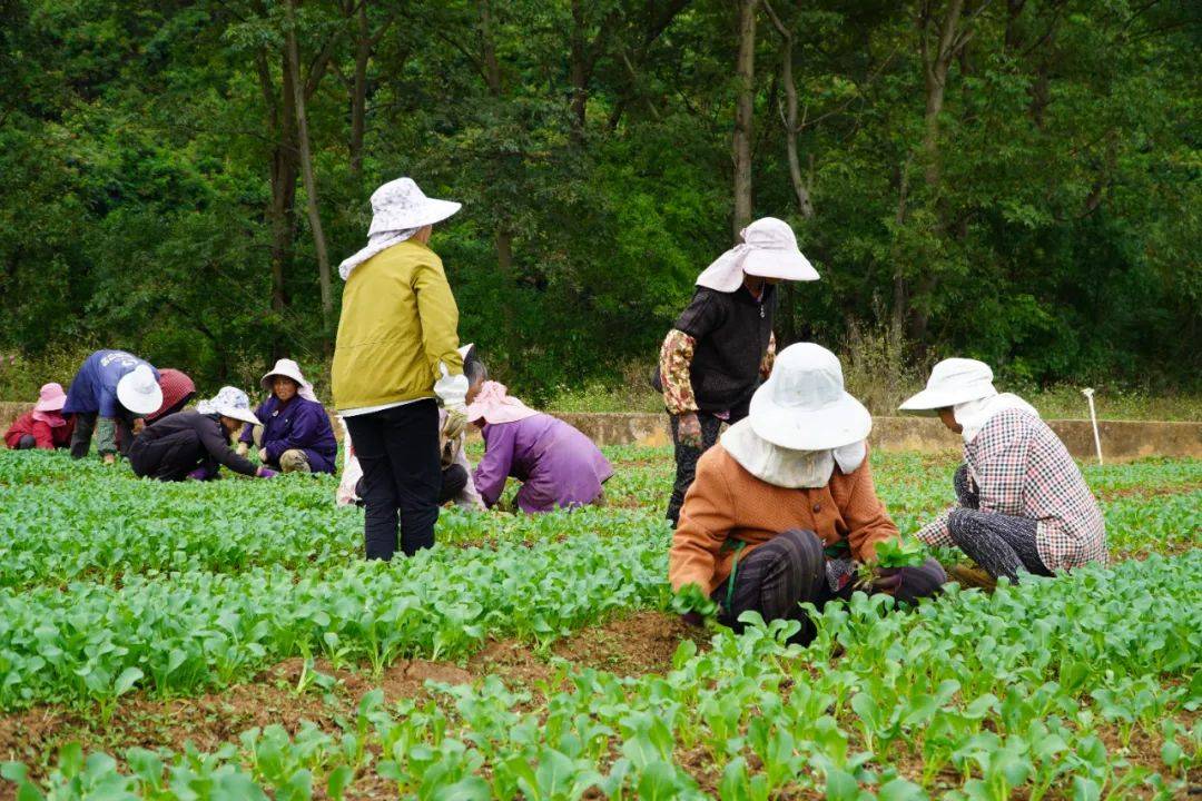 一亩地赚20万(专家说一亩地赚几万)