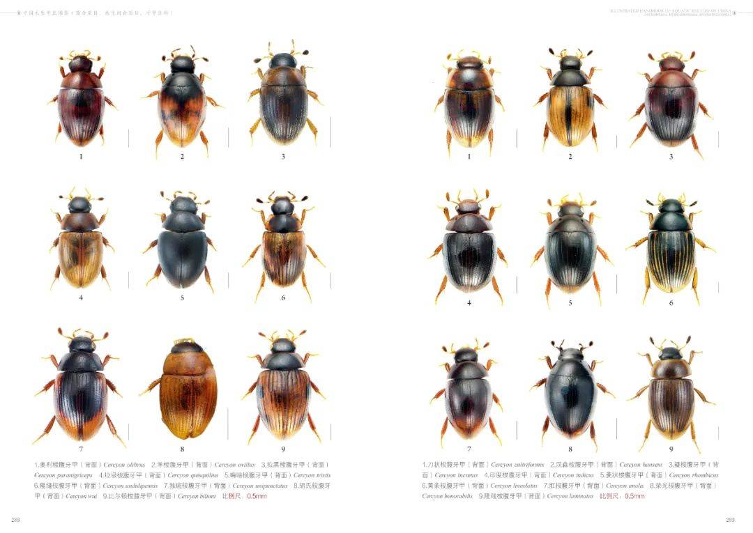 甲虫图片名字资料大全图片