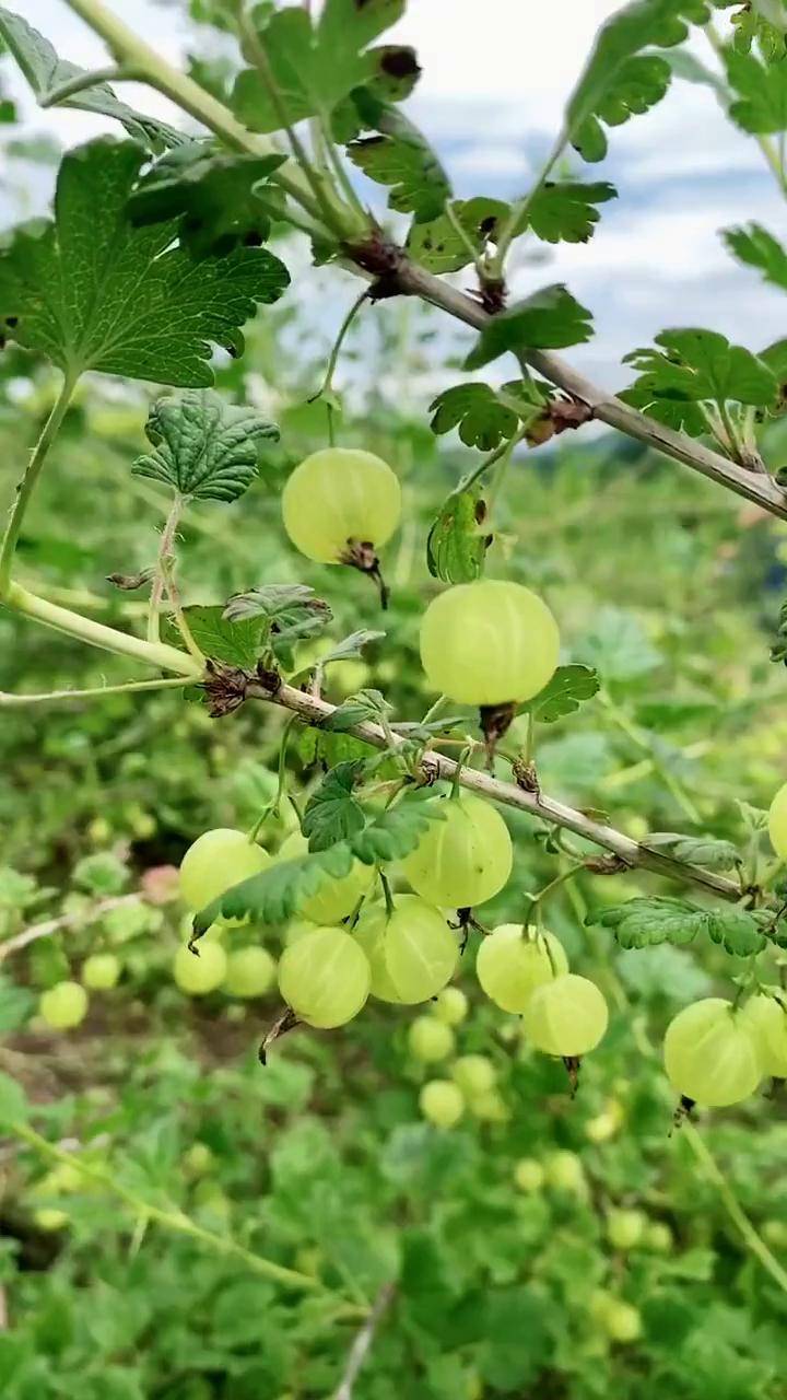 野灯笼果的功效与作用图片