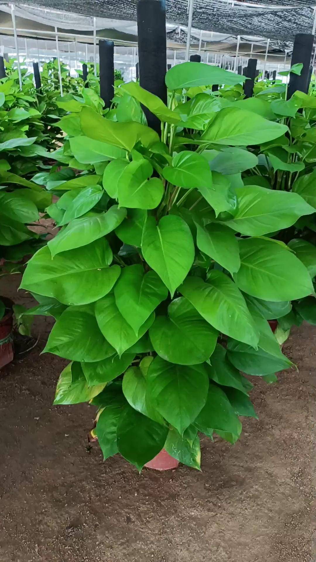 大叶绿萝 室内景观 植物造景 花卉绿植 室内盆栽