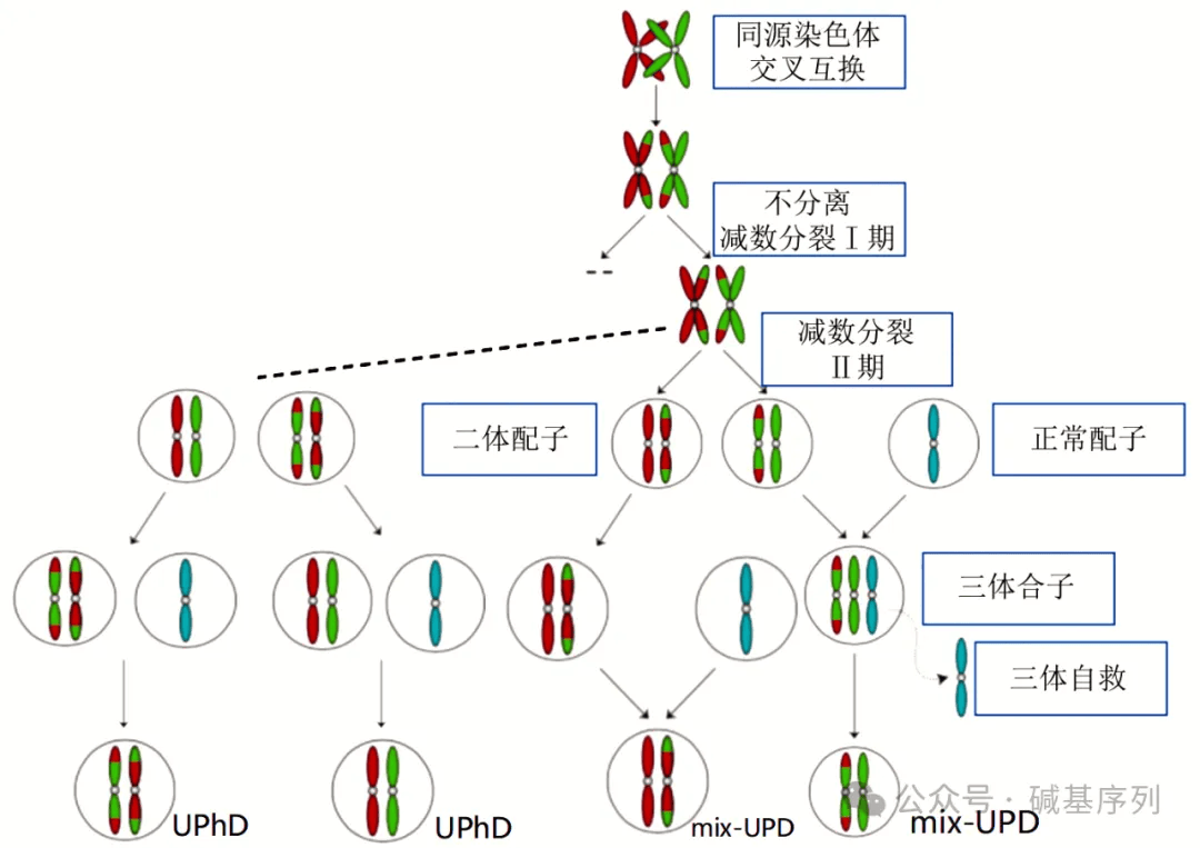 染色体概念图示图片