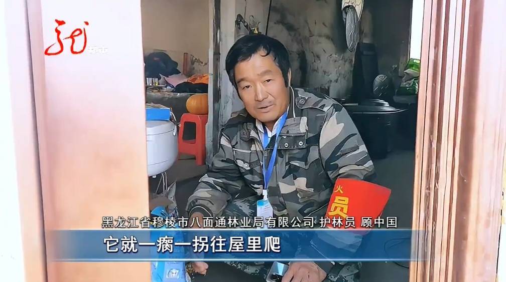 事发黑龙江！狐狸一大早“敲门”求助......