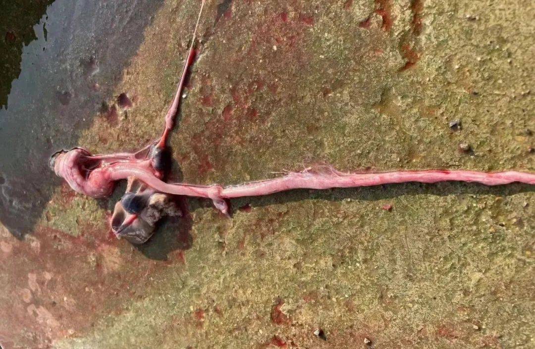 甲鱼"肠炎"多发,肠道发红,肠壁变薄,肠道溃疡