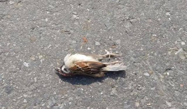 麻雀随处可见,可为什么麻雀的尸体难以见到?