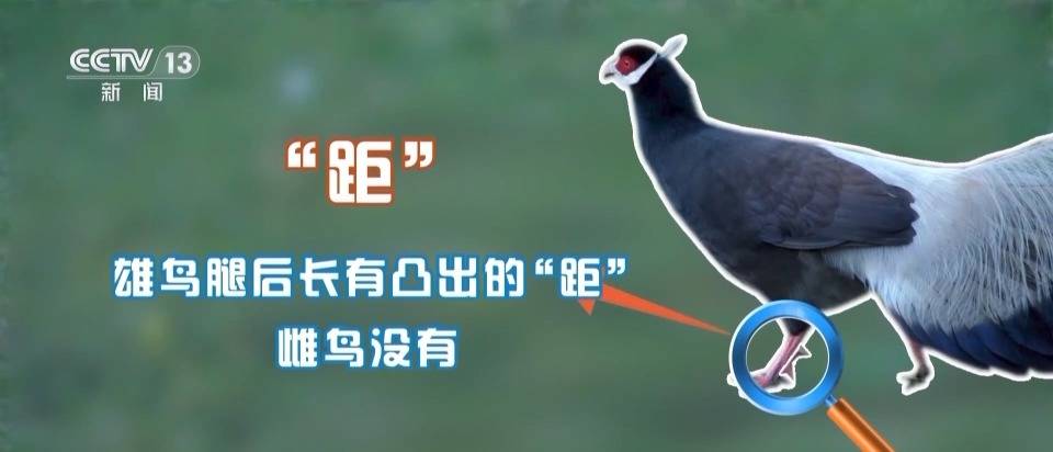 这种“战斗鸡”竟是《山海经》中的上古神兽_褐马鸡_庞泉_自然保护区