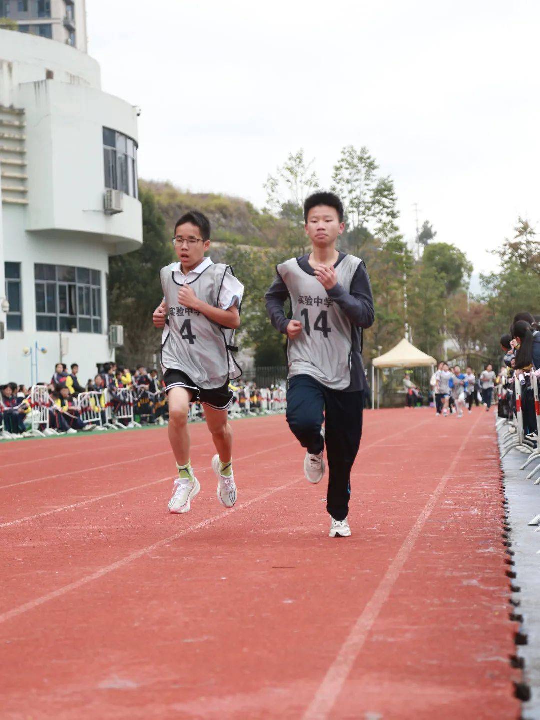 泰顺中学校花图片