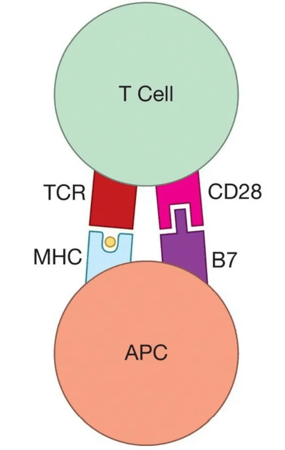 cd28 来自搜狐网
