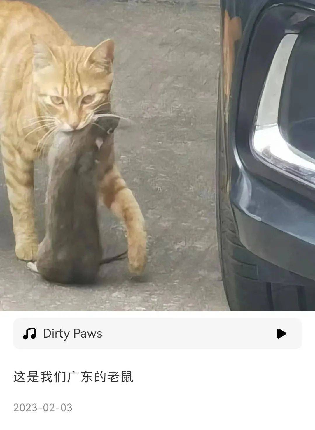 见过广东的大老鼠,还以为是哥斯拉_土猫_见识_季风气候