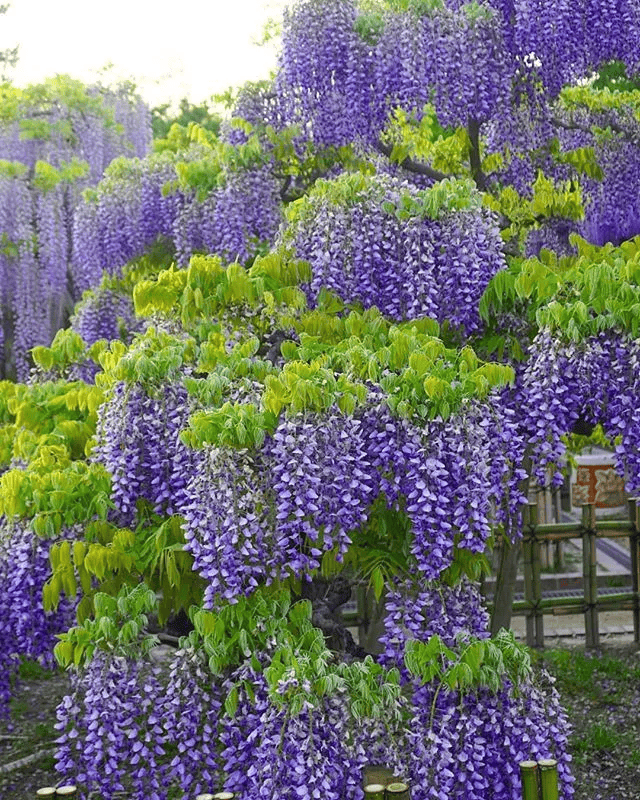 北方爬藤耐寒花香植物图片