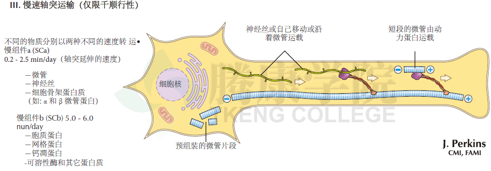 血脑屏障三层结构图片