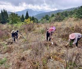 种植472株“植物大熊猫”崖柏落户西山林场必赢(图1)