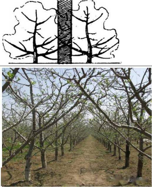 盆栽苹果树剪枝图解图片