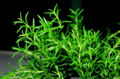 原产地中海沿岸,英文名字是由两个拉丁文演变而来,意指"海之朝露"