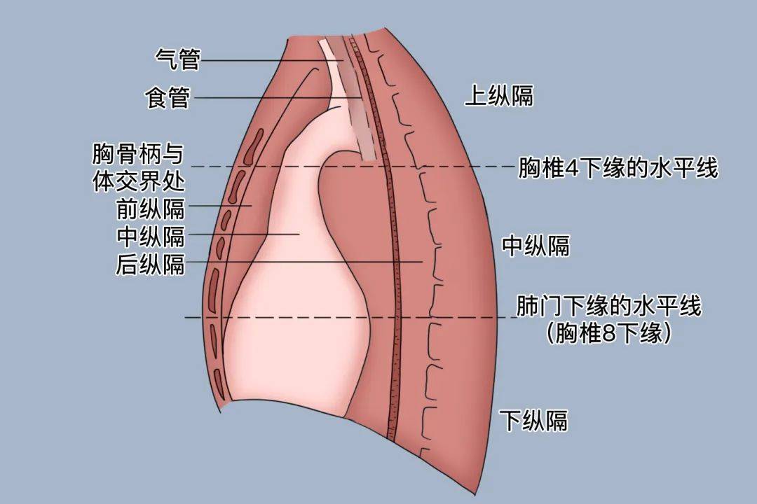 纵膈解剖示意图图片