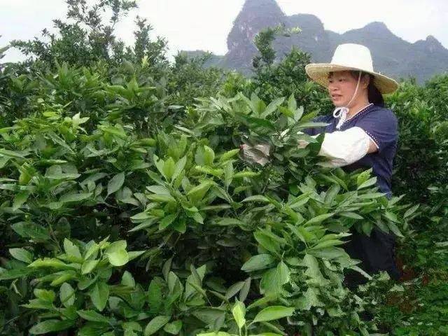 柑橘全年修剪秘籍!