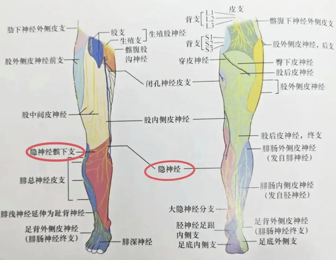 下肢神经分布图高清图片