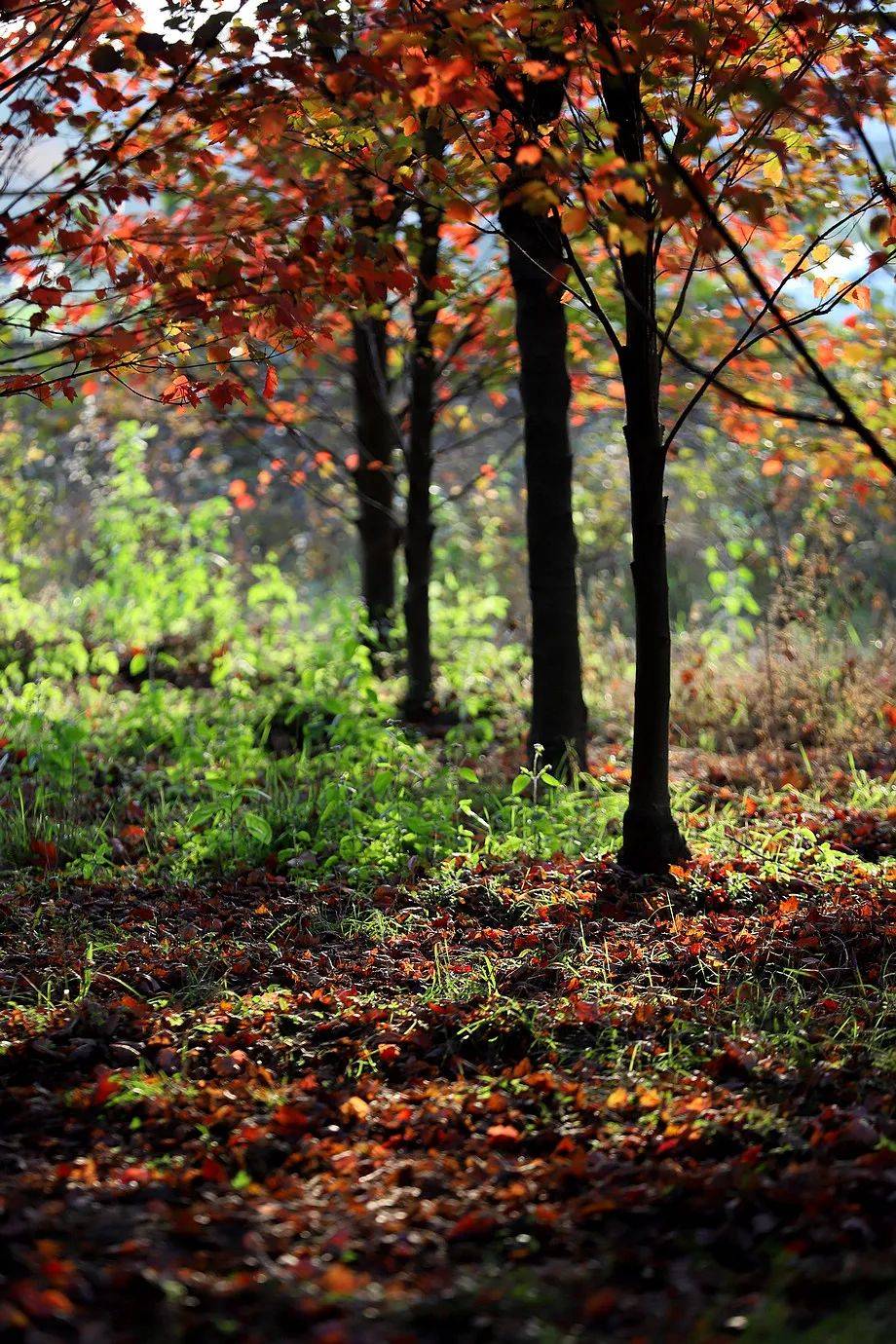 【one话题】去有"枫"的地方,广汉这里枫叶正红,快来打卡!