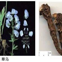 提醒:秋冬草乌进补?当心中毒!_毒性_乌头_食用