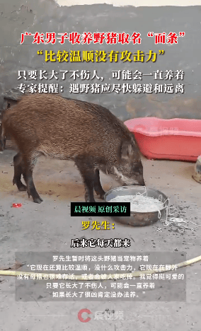 野猪闯入广东小伙家中被收养,还取名面条:“觉得挺有灵性的”,专家提醒! 野猪闯入广东小伙家中被收养,还取名面条:“觉得挺有灵性的”,专家提醒!