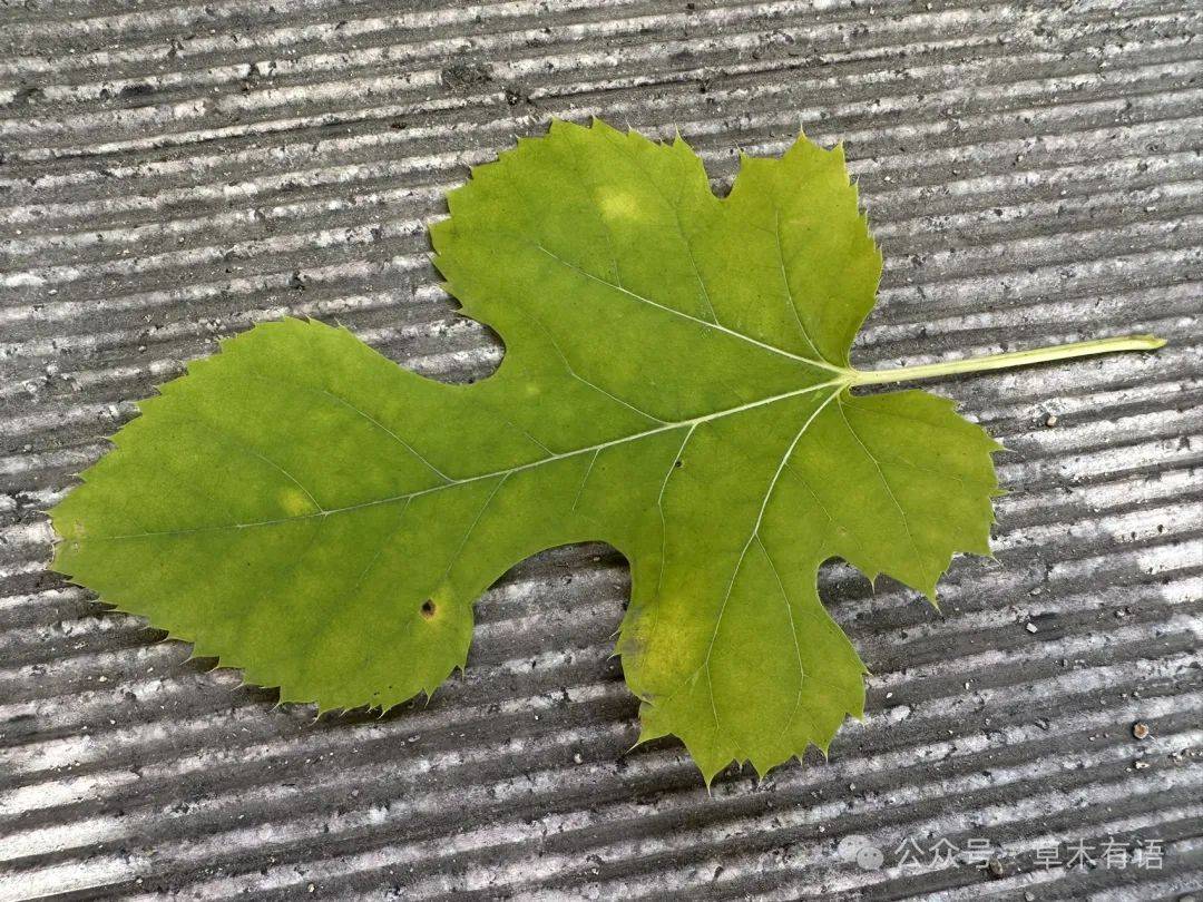 北方的蒙桑和南方的桑