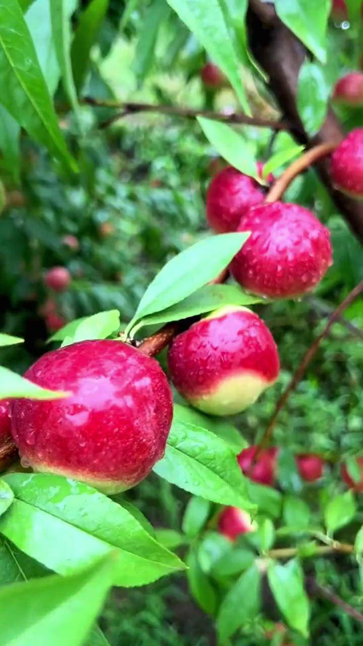 山西运城珍珠枣油桃图片