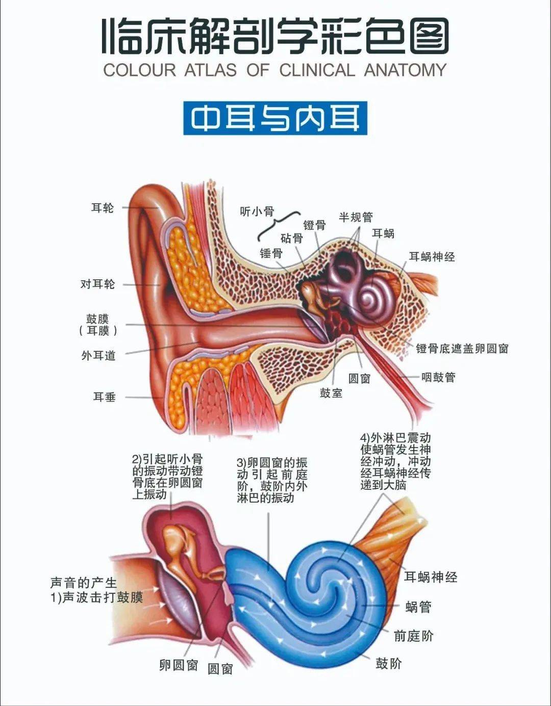 耳朵后面结构图与名称图片