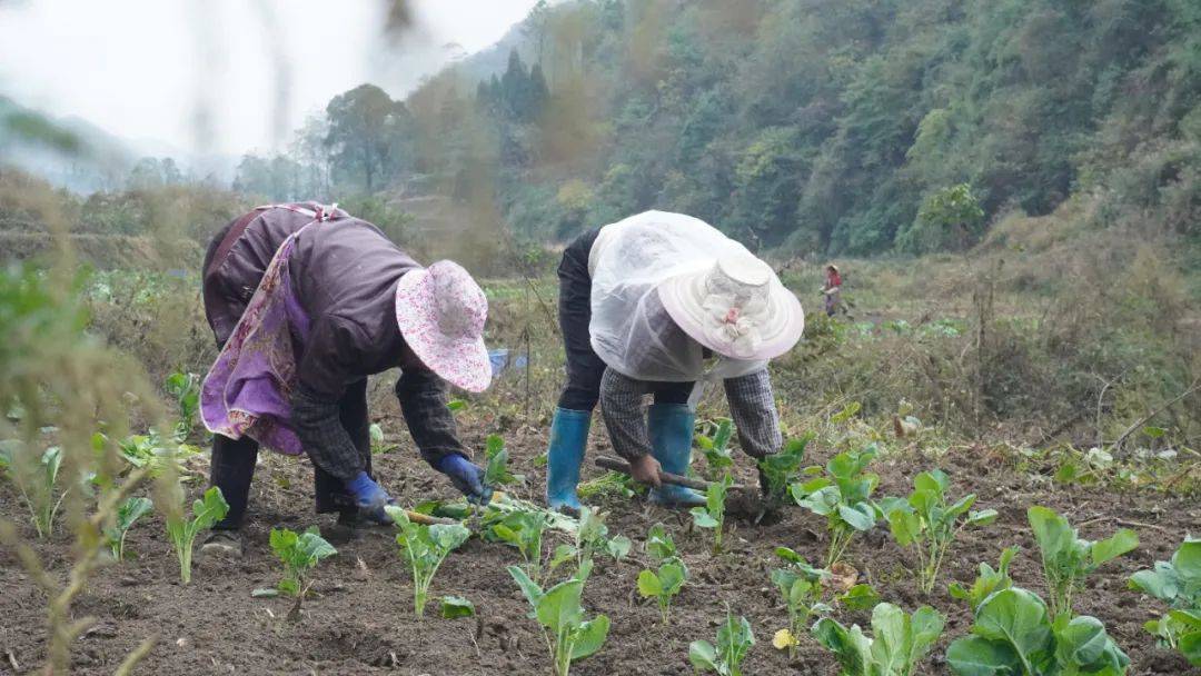 必赢下载实兴乡：推进油菜种植提质增效(图3)