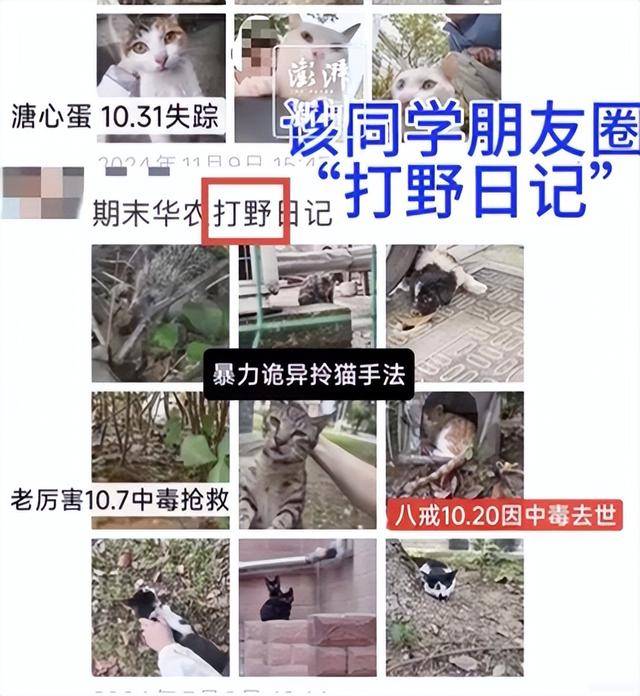 华中农大通报"虐猫"事件:大学生用药片兑水投喂致猫死亡,给予严重警告