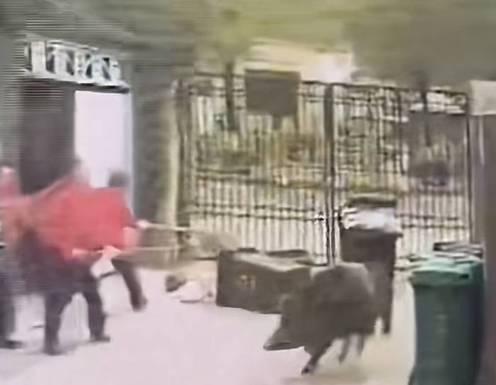 野猪闯入西安一小区，当地回应已捕获并妥善处理