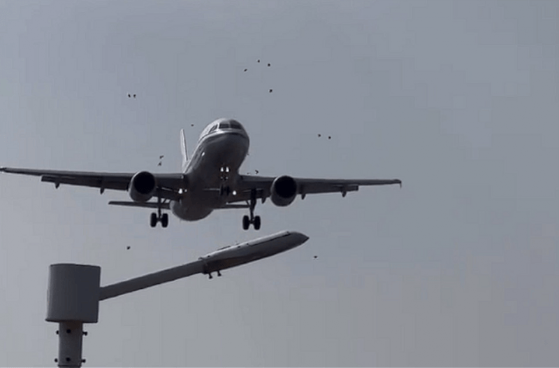 国航飞厦门航班落地前遭遇鸟击，画面曝光！航司称已正常降落
