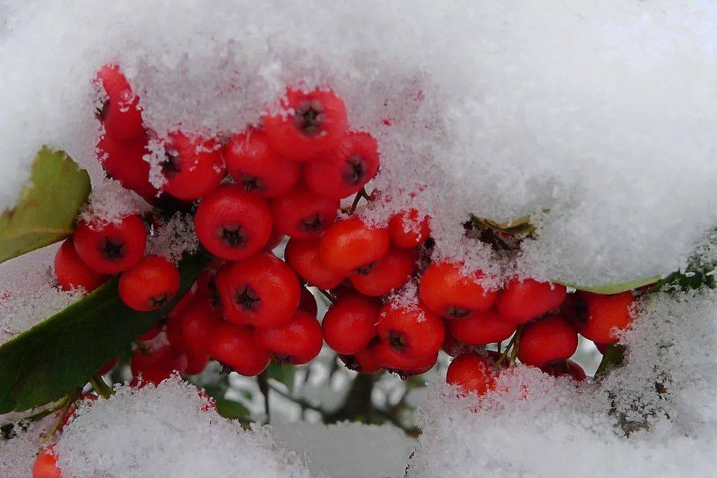 刚刚预报，青岛有雪！真真真要来了……山东10市有雨雪，海上大浪+阵风8级！