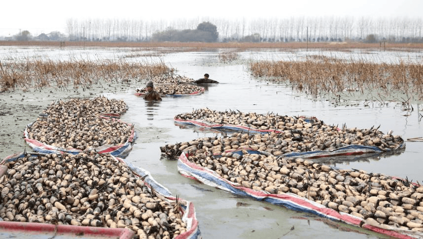 恒峰娱乐入口全国首个近零碳港口微电网落地江苏 11月百城二手住宅均价环比下跌057% 澳大利亚南澳州对华出口创新高(图1)