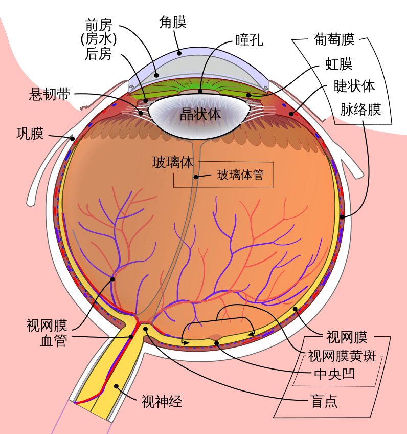 眼角膜的位置图片