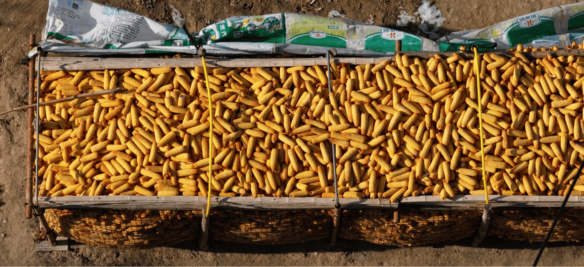 甘肃静宁:冬日玉米满仓 囤出丰收盛景