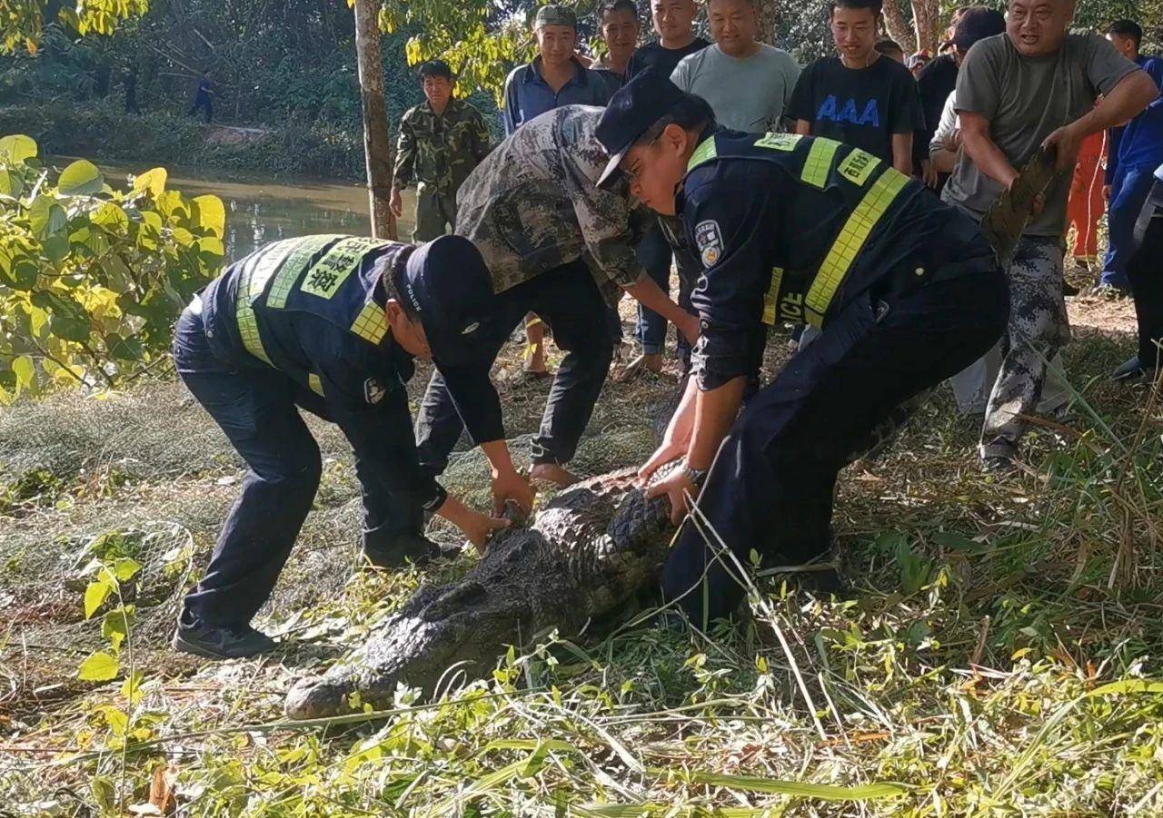 云南一310斤鱷魚凌晨破籠脫逃：在魚塘找到，特警開槍擊斃