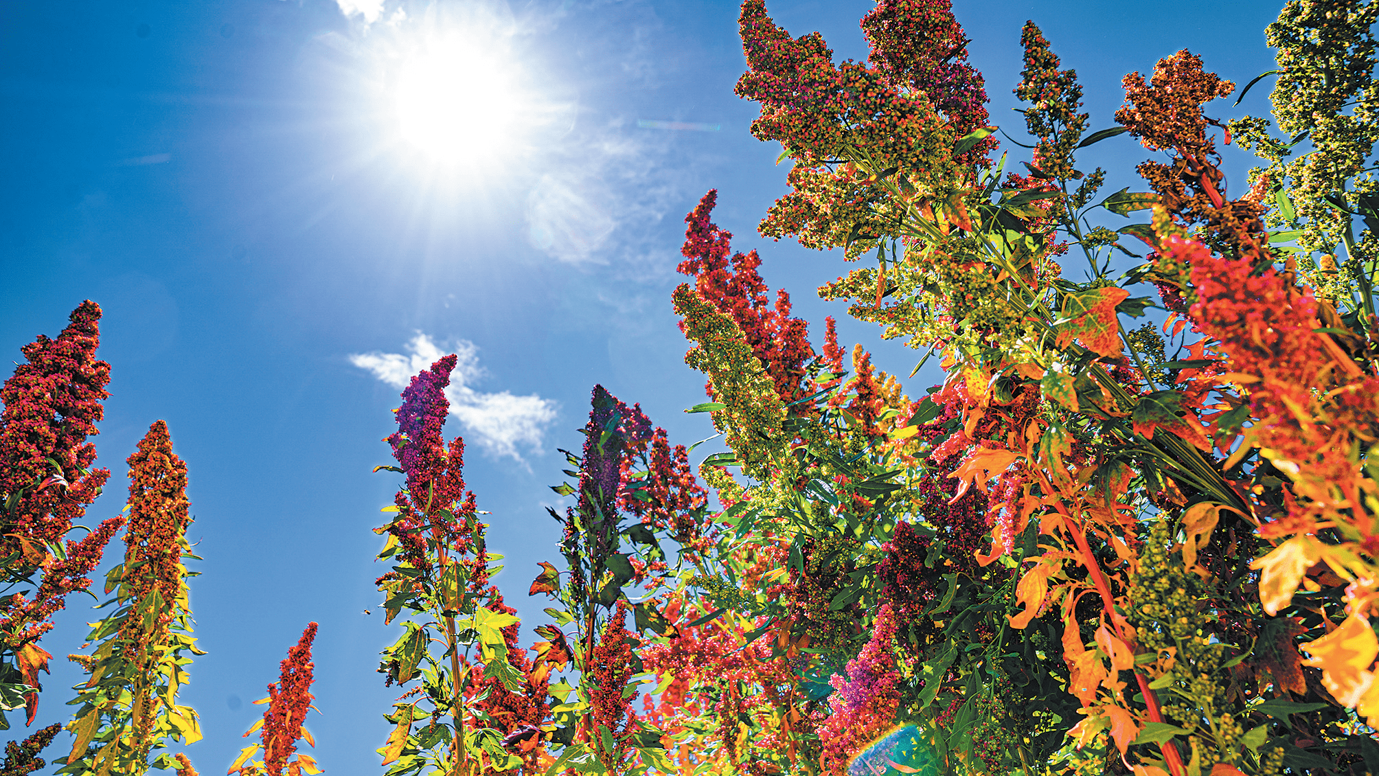 青土育金穗 藜麦绽芳香