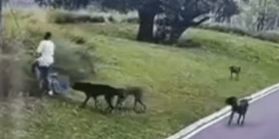 母女在公園遭4條大型犬撕咬 涉案2人被采取刑事強制措施 律師：或涉嫌以危險方法危害公共安全罪