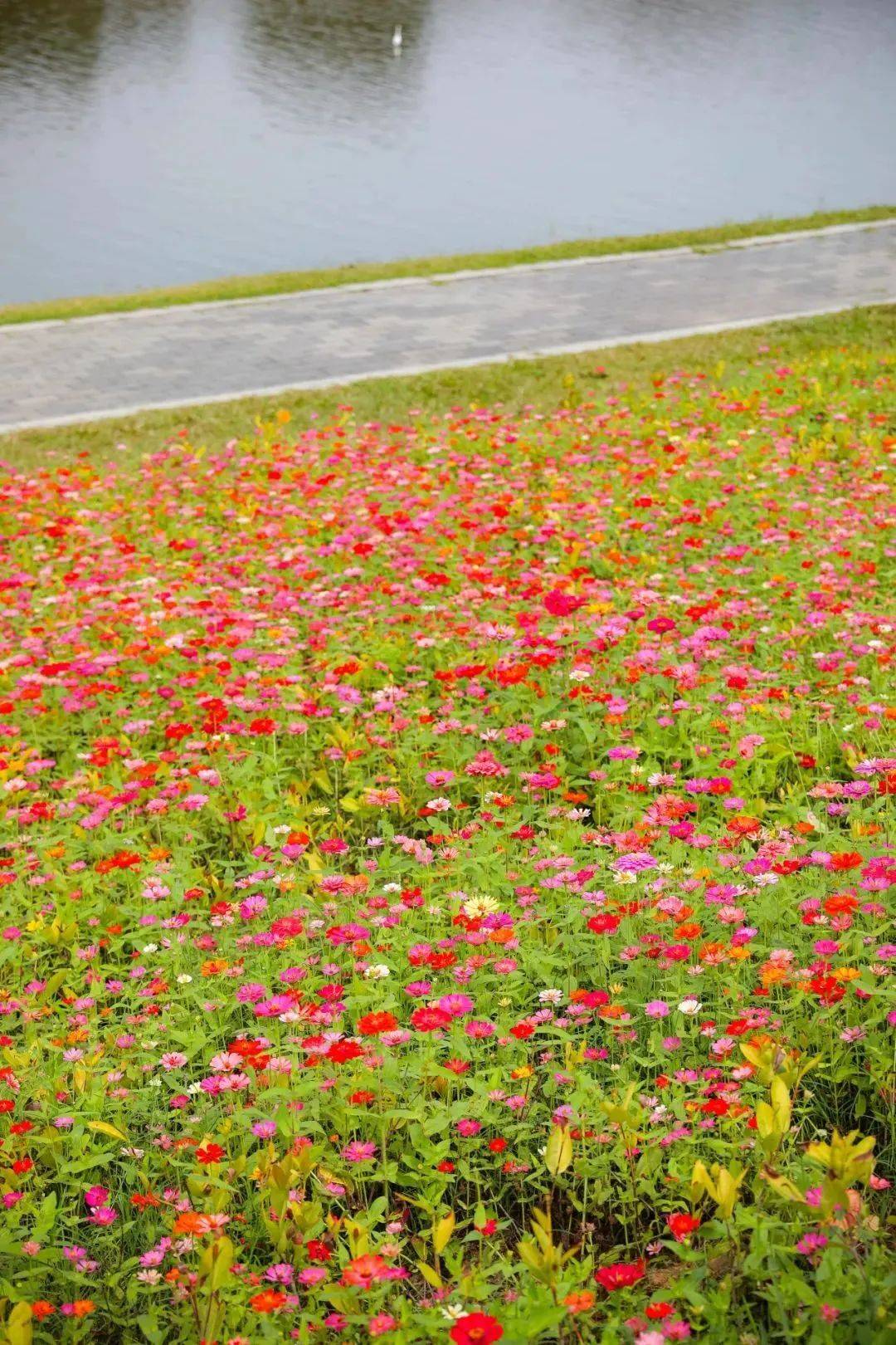深圳坪山新晋打卡地!赏冬日格桑花海