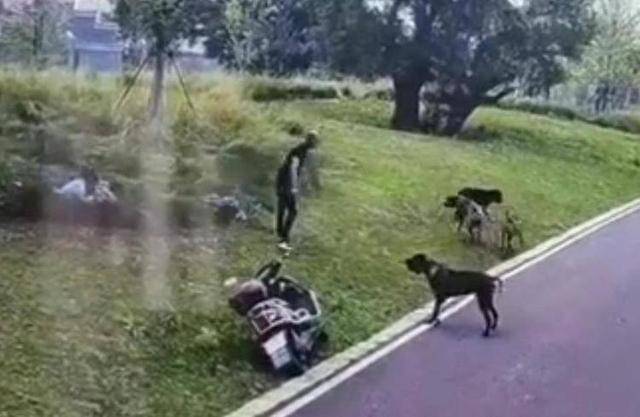 犬管办回应母女在公园遭四条大型犬撕咬：已控制狗正鉴定品种，事发地可遛狗但需拴绳