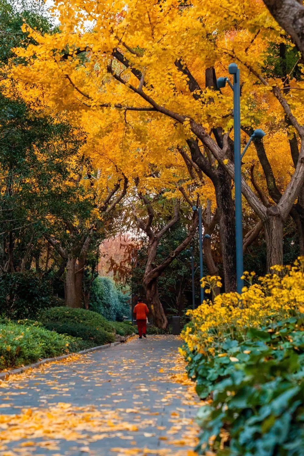 实拍!被上海市中心的这条秋景走廊美到了