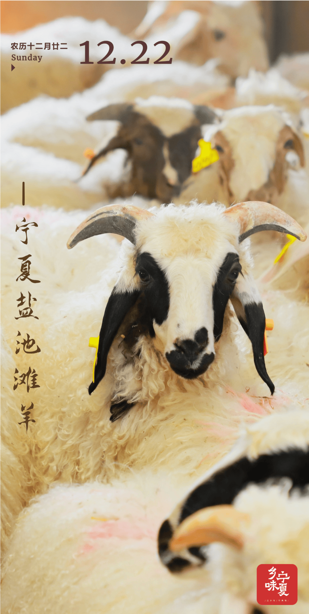 羊为什么要吃盐,怎么科学喂盐?为什么在线